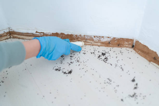 Best Insect Control  in Palmetto, GA